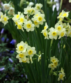 Dehner Blumenzwiebel 5 Monate Blütenpracht, 200 Stk. -Garten Umfassend Geschäft 6617286 WE MO 005 DehnerBlumenzwiebel5MonateBlumenpaket