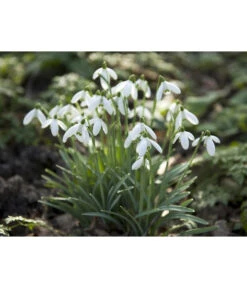 Dehner Blumenzwiebel 5 Monate Blütenpracht, 200 Stk. -Garten Umfassend Geschäft 6617286 WE MO 006 DehnerBlumenzwiebel5MonateBlumenpaket