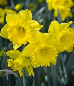 Dehner Blumenzwiebel 5 Monate Blütenpracht, 200 Stk. -Garten Umfassend Geschäft 6617286 WE MO 007 DehnerBlumenzwiebel5MonateBlumenpaket