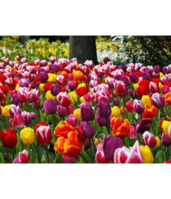 Dehner Blumenzwiebel 5 Monate Blütenpracht, 200 Stk. -Garten Umfassend Geschäft 6617286 WE MO 010 DehnerBlumenzwiebel5MonateBlumenpaket