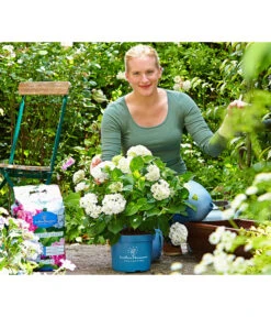 Endless Summer Hortensienerde, 56 X 20 L -Garten Umfassend Geschäft 6624266 WE MO 001 EndlessSummerHortensienerde1120l
