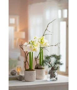 Amaryllis - Hippeastrum Hybride 'Alfresco' 9 Amaryllis - Hippeastrum Hybride 'Alfresco' -Garten Umfassend Geschäft 6835078 WE MO 001 TopfAmaryllisWeiss