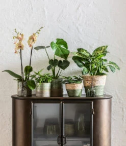 Dieffenbachie - Dieffenbachia Seguine Compacta -Garten Umfassend Geschäft 6842892 6735286 6842892 6842900 WE MO 001 KorbPhilGruen