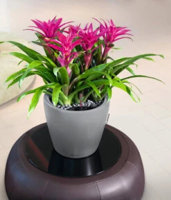 LECHUZA® CLASSICO LS, All-in-One-Set -Garten Umfassend Geschäft 6962112 WE MO 02 LechuzaCLASSICOPremiumSilber