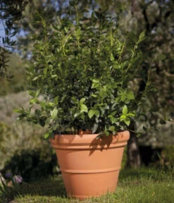 Farmet New Kunststoff-Topf Impruneta, Rund, Terrakotta, Inkl. Untersetzer -Garten Umfassend Geschäft 6965271 WE MO 001 FarmetNewKunststoffBlumentopfImprunetarundterrakotta