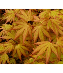 Fächerahorn 'Orange Dream' 7 Fächerahorn 'Orange Dream' -Garten Umfassend Geschäft 7007016 WE DE 002 AcerAhornOrangeDreamAllgreen