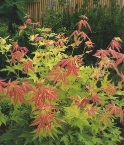 Fächerahorn 'Orange Dream' 6 Fächerahorn 'Orange Dream' -Garten Umfassend Geschäft 7007016 WE MO 001 AcerPalmatumOrangeDream