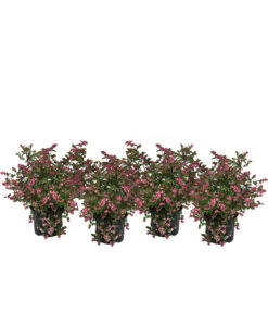 Blütenhecke 'Mother Of Pearl', 4er-Set