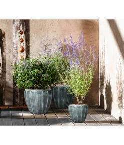 Bartblume 'Blue Knight' -Garten Umfassend Geschäft 7090863 7302631 WE MO 001 Blauraute Bartblume