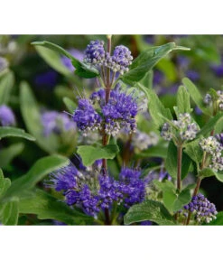 Bartblume 'Blue Knight'