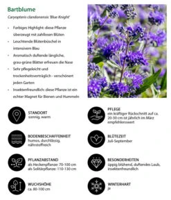 Bartblume 'Blue Knight' -Garten Umfassend Geschäft 7090863 WE IG 002 Bartblume