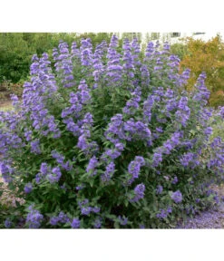 Bartblume 'Blue Knight' -Garten Umfassend Geschäft 7091101 BildFS 001 BartblumeCaryopClanBlueBallon