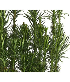 Säulen-Kopfeibe 'Fastigiata'