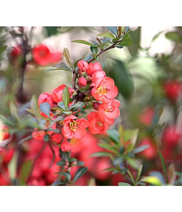 Zierquitte 3 Zierquitte