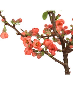 Zierquitte 9 Zierquitte -Garten Umfassend Geschäft 7101900 WE DE 001 ZierquitteChaenomelesFriesdorferTyp3LDehnerExpressHerzig