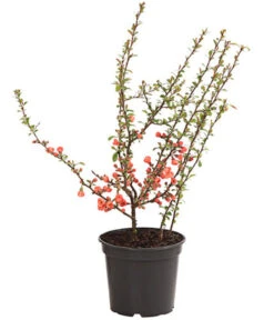 Zierquitte 7 Zierquitte -Garten Umfassend Geschäft 7101900 WE FS 001 ZierquitteChaenomelesFriesdorferTyp3LDehnerExpressHerzigRet