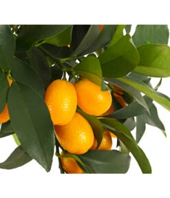 Kumquat -Garten Umfassend Geschäft 7118797 WE DE 001 CitrusKumquatT18DehnerExpressHerzig