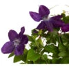 Waldrebe - Clematis -Garten Umfassend Geschäft 7122872 PR FS 001 ClematisBlauBogenWaldrebe3LDehnerExpressZS