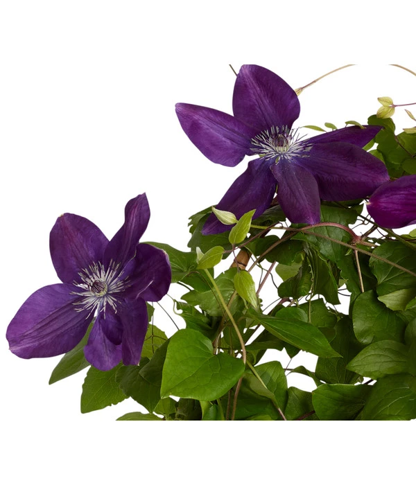 Waldrebe - Clematis 3 Waldrebe - Clematis