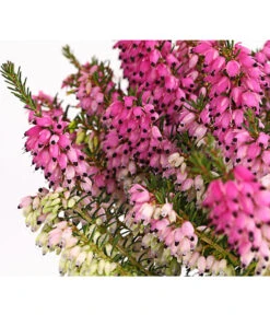 Schneeheide -Garten Umfassend Geschäft 7172034 PR DE 001 EricacarnearosaT11DehnerExpressHerzig