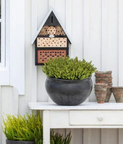 Schneeheide -Garten Umfassend Geschäft 7172034 WE MO 001 Schneeheide FirstDinner