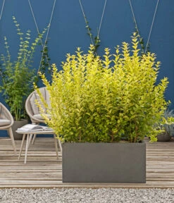 Japanischer Kriech-Spindelstrauch 'Marieke' -Garten Umfassend Geschäft 7178619 WE MO 001 JapanischerSpindelstrauchGruenerSichtschutz