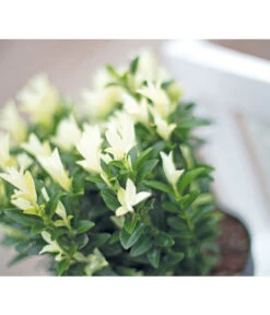 Kriech-Spindelstrauch 'Paloma Blanca' -Garten Umfassend Geschäft 7178650 PR MO 005 EuonymusJaponicaPalomaBlanca9CAllGreen