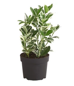 Japanischer Kriech-Spindelstrauch 'Kathy' 6 Japanischer Kriech-Spindelstrauch 'Kathy' -Garten Umfassend Geschäft 7178949 PR FS 001 EuonymusSoindelstrauchKathy9cmDehnerExpressHerzig