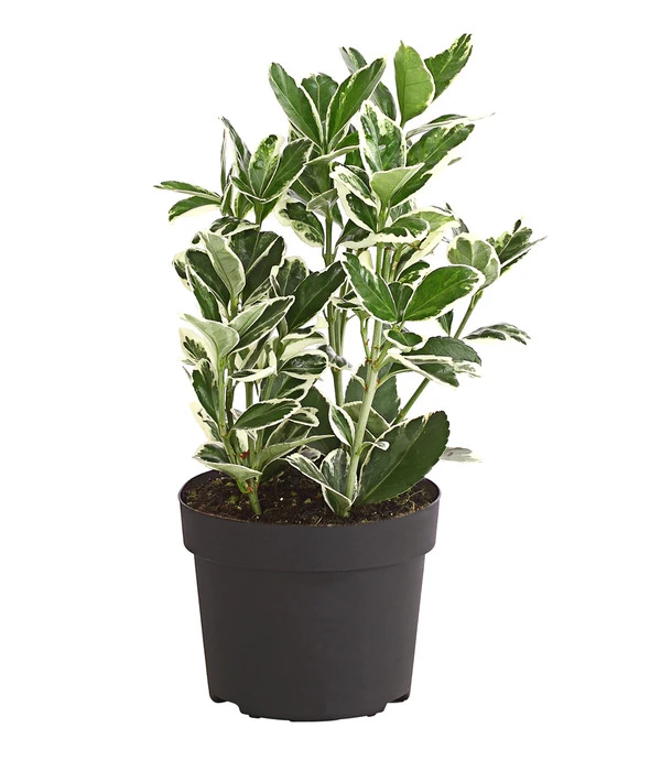 Japanischer Kriech-Spindelstrauch 'Kathy' 4 Japanischer Kriech-Spindelstrauch 'Kathy' – Bild 2