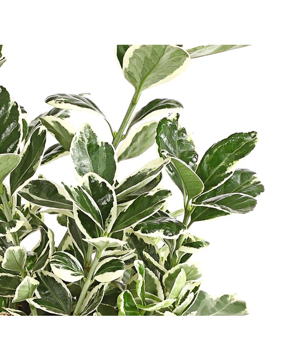 Japanischer Kriech-Spindelstrauch 'Kathy' 5 Japanischer Kriech-Spindelstrauch 'Kathy' – Bild 3