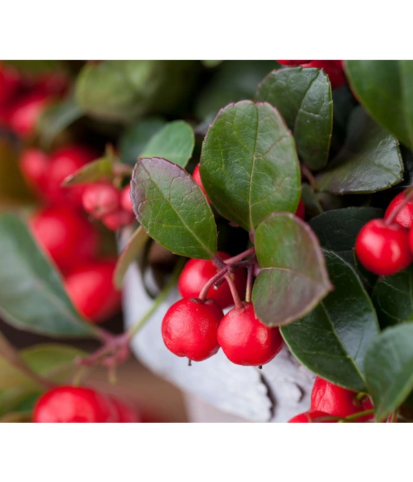 Rote Teppichbeere 8 Rote Teppichbeere – Bild 6