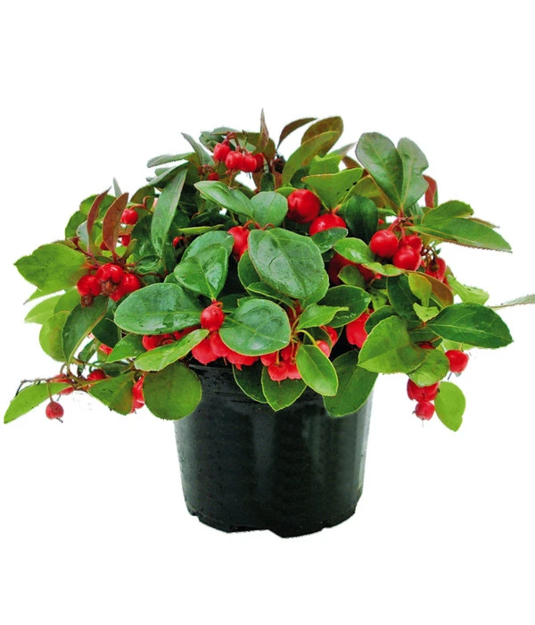 Rote Teppichbeere 3 Rote Teppichbeere