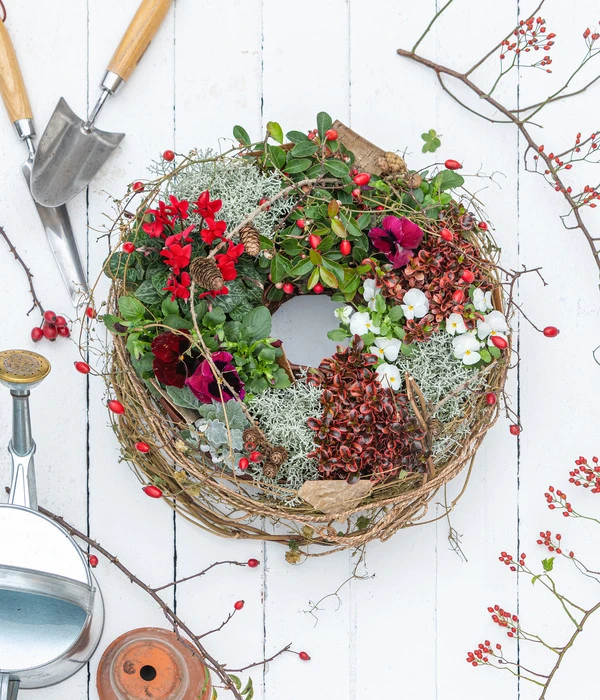 Rote Teppichbeere 5 Rote Teppichbeere – Bild 3