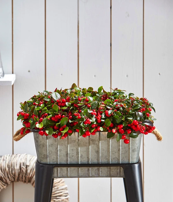 Rote Teppichbeere 4 Rote Teppichbeere – Bild 2