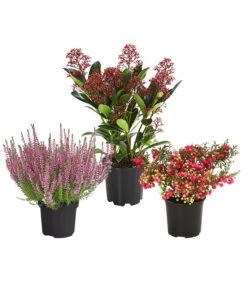 Grabpflanzen-Set Achtungsvoll, 3-teilig