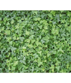 Gewöhnlicher Efeu -Garten Umfassend Geschäft 7207871 BildD 001 GewoehnlicherEfeuHedHelix