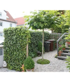 Hecke Am Laufenden Meter® 'Woerneri' - Efeu, Ca. 200 Cm -Garten Umfassend Geschäft 7208309 BildM 002 HederaHelixWoerneriHeckeAmLaufendenMeter