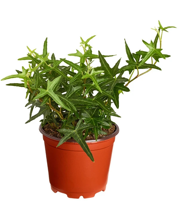 Efeu, Verschiedene Sorten 5 Efeu, Verschiedene Sorten – Bild 3