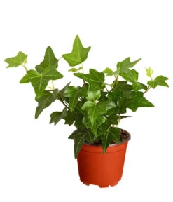 Efeu, Verschiedene Sorten 15 Efeu, Verschiedene Sorten -Garten Umfassend Geschäft 7211261 PR FS 003 HederaT9DehnerExpressZS