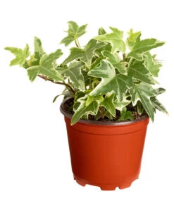 Efeu, Verschiedene Sorten 16 Efeu, Verschiedene Sorten -Garten Umfassend Geschäft 7211261 PR FS 004 HederaT9DehnerExpressZS