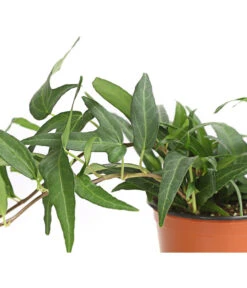 Efeu, Verschiedene Sorten 18 Efeu, Verschiedene Sorten -Garten Umfassend Geschäft 7211261 WE DE 001 HederaMixDehnerExpressHerzig