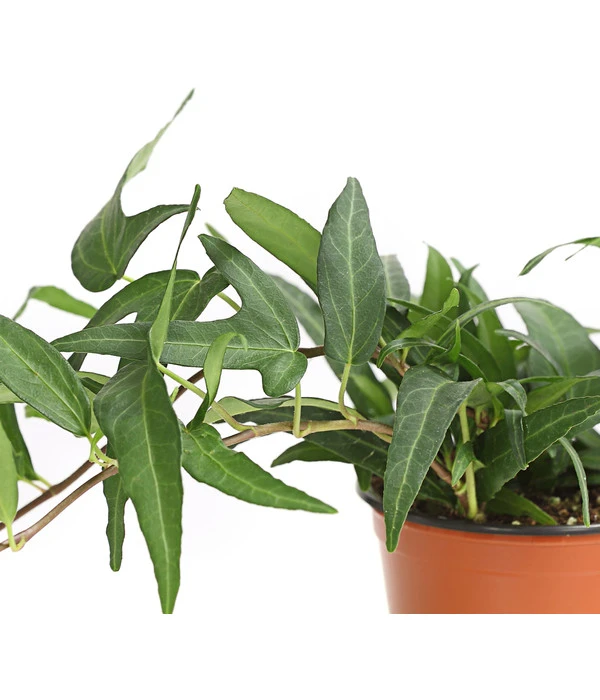 Efeu, Verschiedene Sorten 9 Efeu, Verschiedene Sorten – Bild 7