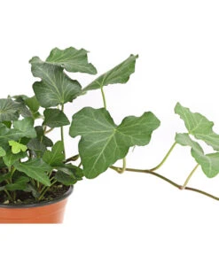 Efeu, Verschiedene Sorten 19 Efeu, Verschiedene Sorten -Garten Umfassend Geschäft 7211261 WE DE 002 HederaMixDehnerExpressHerzig