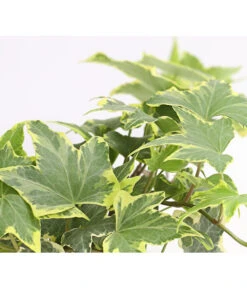 Efeu, Verschiedene Sorten 20 Efeu, Verschiedene Sorten -Garten Umfassend Geschäft 7211261 WE DE 003 HederaMixDehnerExpressHerzig