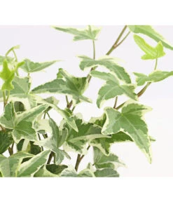 Efeu, Verschiedene Sorten 21 Efeu, Verschiedene Sorten -Garten Umfassend Geschäft 7211261 WE DE 004 HederaMixDehnerExpressHerzig