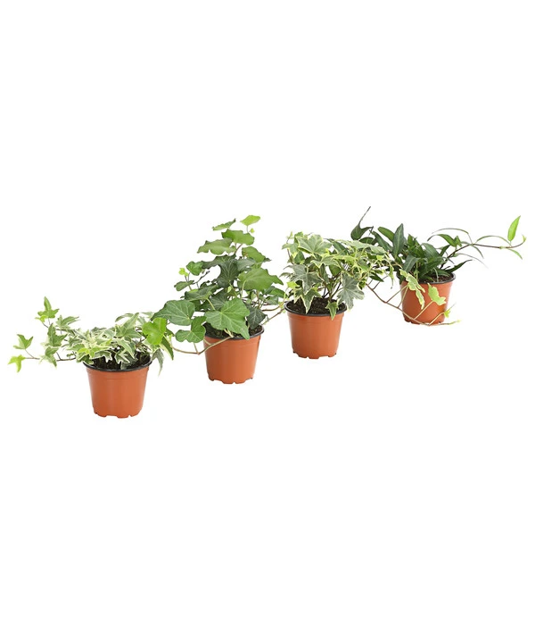 Efeu, Verschiedene Sorten 3 Efeu, Verschiedene Sorten