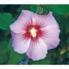 Hibiskus 'Maike' - Garten-Eibisch -Garten Umfassend Geschäft 7212210 BildFS 001 HibiscusMaikeGartenEibischHibSyrMaike