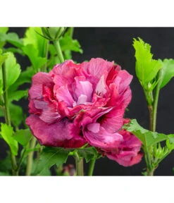 Hibiskus 'Maike' - Garten-Eibisch 7 Hibiskus 'Maike' - Garten-Eibisch -Garten Umfassend Geschäft 7212210 WE DE 001 HibiscusSyriacusMaikeGarteneibisch