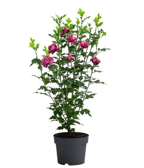 Hibiskus 'Maike' - Garten-Eibisch 4 Hibiskus 'Maike' - Garten-Eibisch – Bild 2