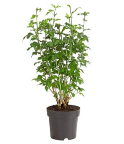 Hibiskus-Trio - Garten-Eibisch -Garten Umfassend Geschäft 7213630 WE FS 001 HibiscusSyriacusDreifarbigHibiskus3LDehnerExpressHerzig